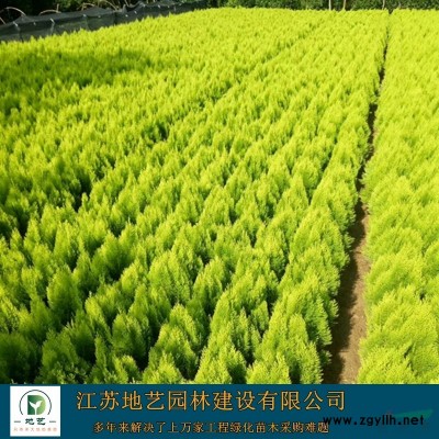地艺苗圃大量供应独干红叶石楠 单杆红叶石楠基地 红叶石楠价格