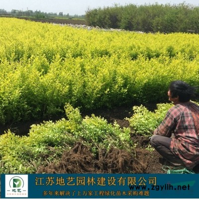 大量出售红枫、红枫价格、红枫图片、红枫种植基地