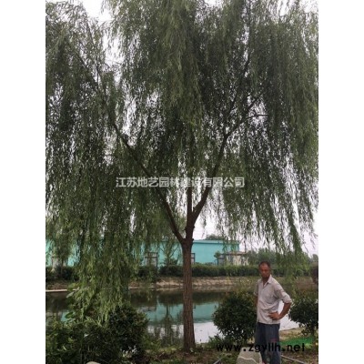 *蜀桧球基地 低价供应各种规格蜀桧球 基地直销