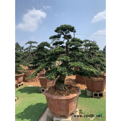 长期大量种植与销售4公分5公分8公分9公分10公分罗汉松树苗