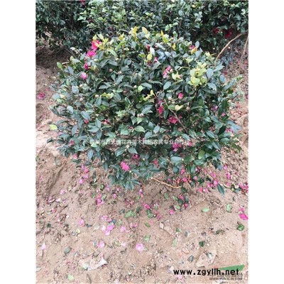 苗农盲目跟踪种植桂花真的是导致湖南桂花价格下降的原因吗？
