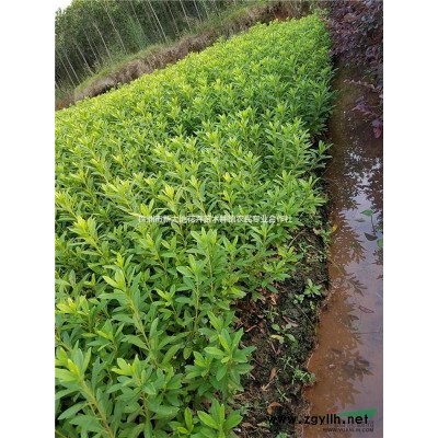 造型罗汉松10公分15公分精品罗汉松新大地苗场批发销售酬宾