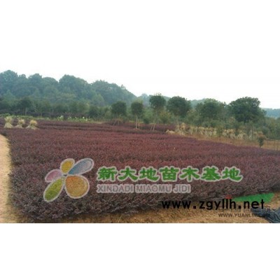 湖南桂花基地直销5-10公分金桂12-15公分丹桂湖南四季桂