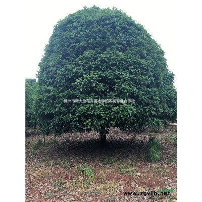 湖南茶花价格、*便宜的湖南苗木、茶花树价格、优质大茶花价格