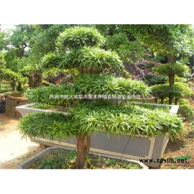 茶花、湖南茶花价格、茶梅小苗价格、茶花球价格、金森女贞球价格