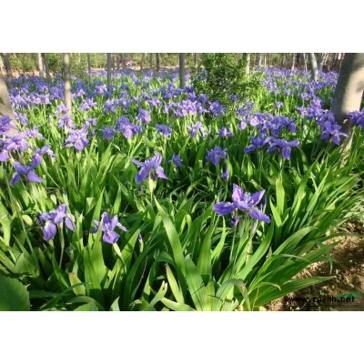 六道木 10*12营养钵 120、180双色杯 加仑盆