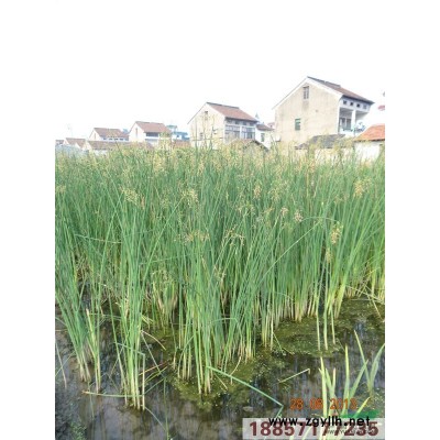 彩虹美人蕉 黄花美人蕉 红花美人蕉 紫叶美人蕉 花叶美人蕉