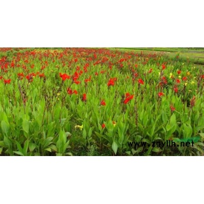 韭兰  红花韭兰  葱兰  红花葱兰 红花醡浆草