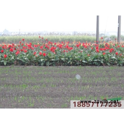 苦草 沉水植物大量供应