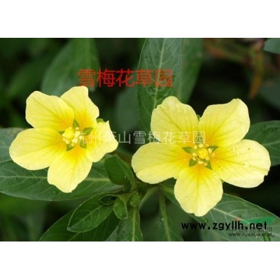 各种水生植物，再力花、 水竹芋，水莲蕉，塔利亚
