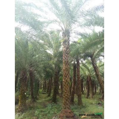 福建加拿利海枣2，杆高1米，价格1550元