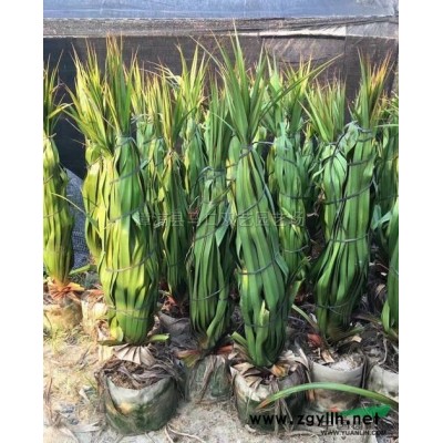 福建漳州加拿利海枣规格*,加拿利海枣价格优惠