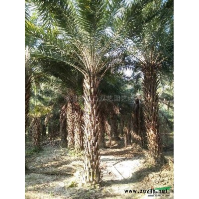 鱼尾葵行情报价\鱼尾葵图片展示