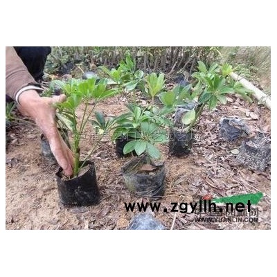 福建鸭脚木幼苗5