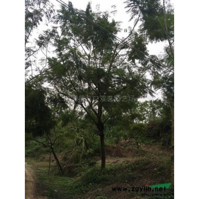 小叶榕桩景4行情报价\小叶榕桩景4图片展示