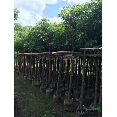 小天使2行情报价\小天使2图片展示