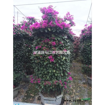 四季红三角梅3供应/四季红三角梅3图片