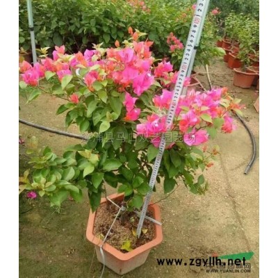 散尾葵4供应/散尾葵4图片