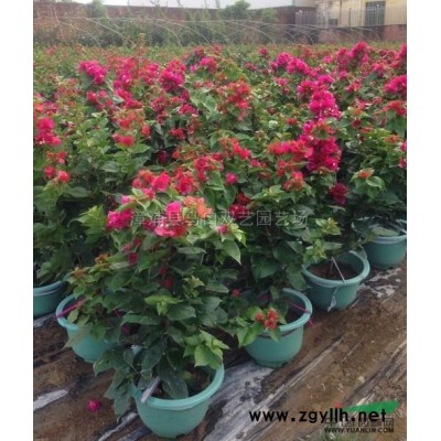 三角梅（紫色）2图片\三角梅（紫色）2报价