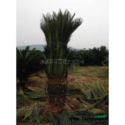 福建三角梅（红色）信息