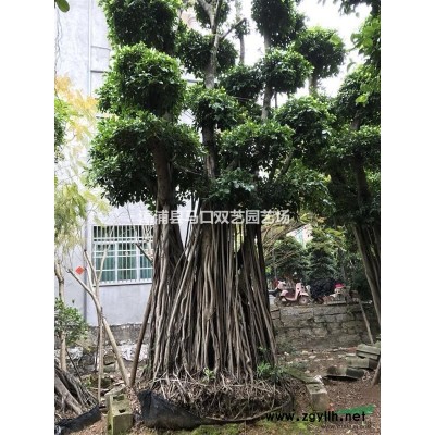 琴叶榕报价/福建琴叶榕报价