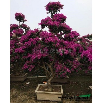 木樨榄球3报价/福建木樨榄球3报价