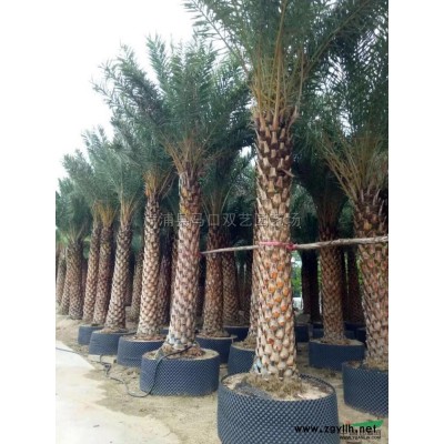 福建美花红千层3*新报价/美花红千层3图片