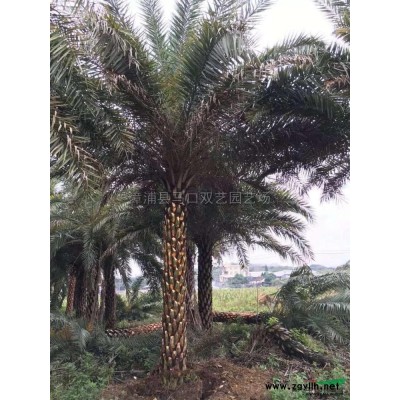 美花红千层2行情报价\美花红千层2图片展示