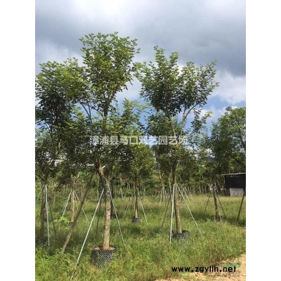 芒果报价/福建芒果报价