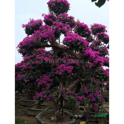 福建龙血树2*新报价/龙血树2图片