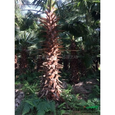 福建老人葵 （华棕）4介绍