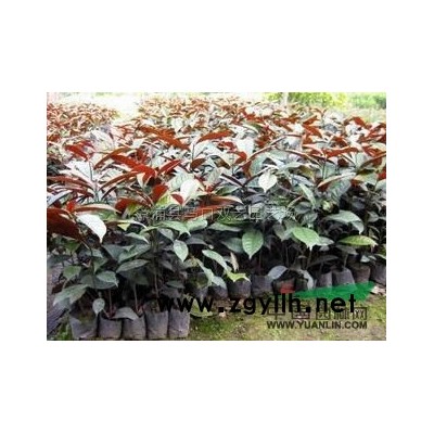 蓝花楹8行情报价\蓝花楹8图片展示