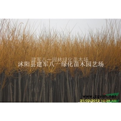 构树苗价格/构树报价/构树图片