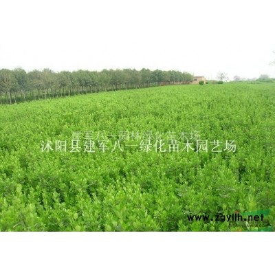 樱花苗价格/紫叶李苗价格/西湖海棠苗价格/玉兰苗价格
