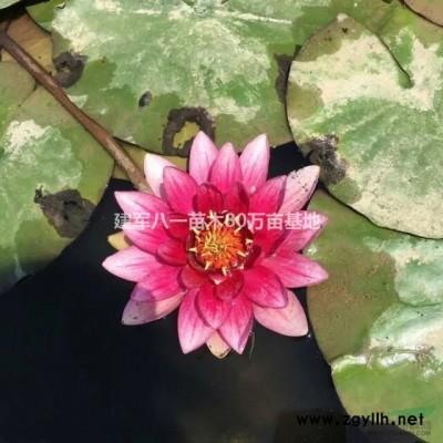 江苏樱花价格/樱花图片信息