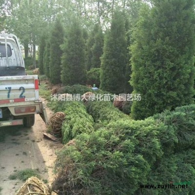 批发供应瓜子黄杨，小叶黄杨毛球 绿篱苗 基地直销 量大价低