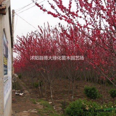 供应红王子锦带杯苗 红王子锦带苗价格 基地直销 量大价低