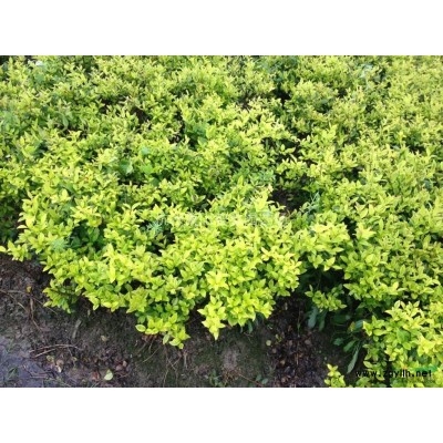 花叶洛石盆栽苗，浙江花叶洛石苗