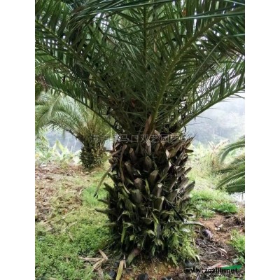 蓝花楹（米径25，高度8米，冠幅4米5，价格13000）