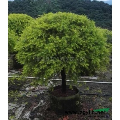 中东海枣（米径30高度2米5冠幅4米地径40，价格400）