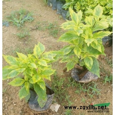 福建紫色三角梅桩景2，高度2.5米.冠1.5米，头径10公分，价格700元介绍