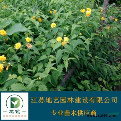 江苏草坪价格 江苏草皮价格 草坪基地 草皮基地