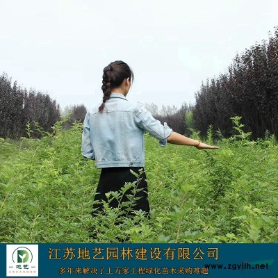 供应北海道黄杨产地 江苏地艺园林苗圃基地 江苏北海道黄杨价格
