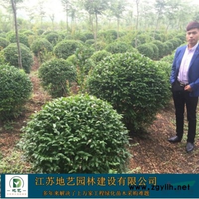地艺苗圃大量供应红花蔷薇 红花蔷薇基地 红花蔷薇价格