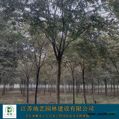 供应金森女贞球 江苏金森女贞球价格产地 江苏地艺园林苗圃基地