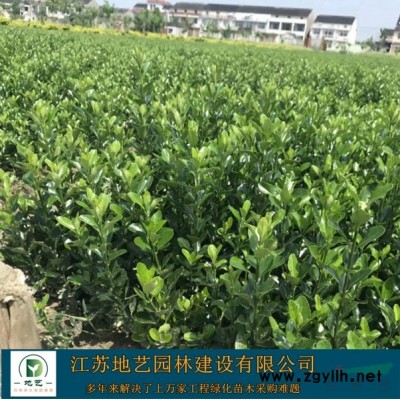 地艺苗圃大量供应江苏鸡爪槭 鸡爪槭价格基地 鸡爪槭图片