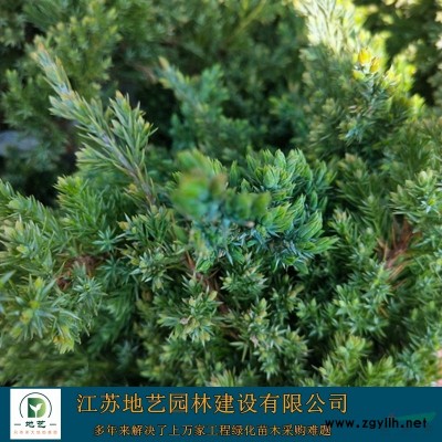 常年供应地径3公分、6公分、9公分、12公分中国红枫