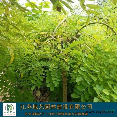 莲花批发-荷花价格-荷花图片-荷花产地-荷花基地
