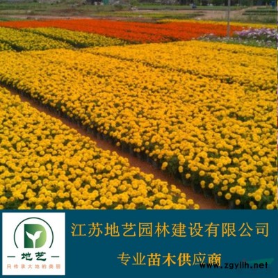 圆柏 圆柏树 圆柏小苗 圆柏树苗 圆柏球 盆景造型景观树