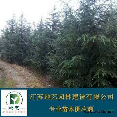 常年出售高品质大叶女贞、大叶女贞图片、大叶女贞种植基地